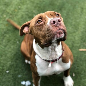 Fundraising Page: Jessie The Dog